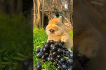 cute rabbit short|cute bunny videos #cuterabbit #youtubeshorts #shorts