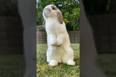 so much cute rabbit #mahhikagyan #maahirabbitcare #viralvideos #rabbitcare