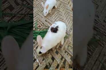 so #cute rabbit #cute #trending #viral #youtube #shorts