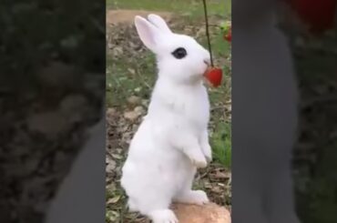 Two rabbits cute| #rabbit #cuterabbit#shorts