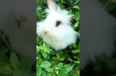 CUTE BABY RABBIT FUN SHORTS