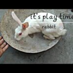 Cute Baby Rabbit Playing , Filling Activities | Bunny Rabbit (Baby Rabbit)