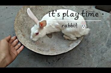 Cute Baby Rabbit Playing , Filling Activities | Bunny Rabbit (Baby Rabbit)