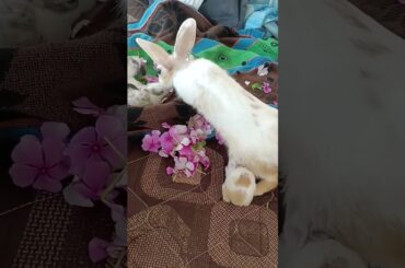 CUTE RABBIT BABY FUNNY MOVMENT #shorts #short #animals #rabbit #cute #cutebaby #youtubeshorts #viral