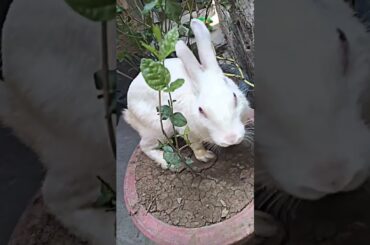 cute baby rabbit video #shorts #viral
