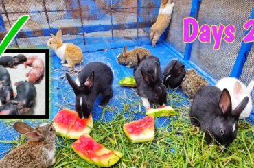 Cute Rabbits | Baby bunnies grow Up [ Day 1 - 20 ]