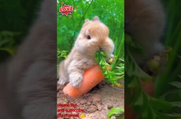 Cute White Bunny eating carrot #shorts