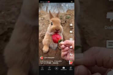 Cute bunny eating.A beautiful moment #1480 - # shorts