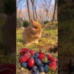 Cute Rabbit Eating Carrots #shorts #shortvideo #bunny #CuteRabbit #Eating #carrots