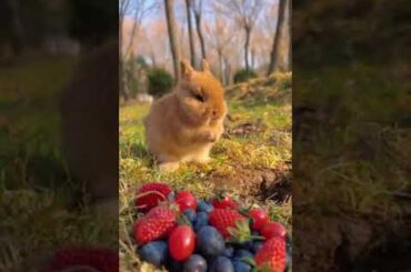 Cute Rabbit Eating Carrots #shorts #shortvideo #bunny #CuteRabbit #Eating #carrots