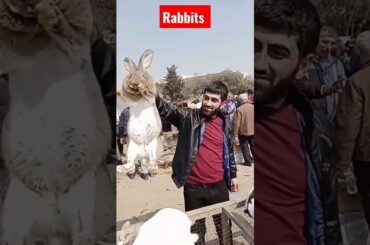 Cute Baby Rabbits Playing,Feeding Activities | Bunny Rabbit (deferent colurs and big size rabbits