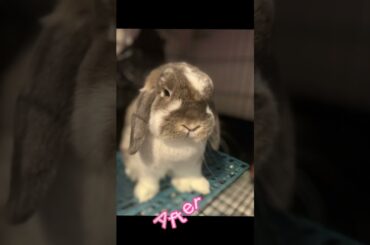 Cute bunny edit