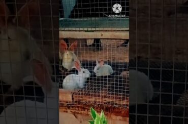 cute baby bunny playing with mother||#babybunny_cuterabbit_bunnyeating.