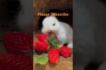Cute rabbit eating strawberries #youtubeshorts #shortvideo #shorts #cute