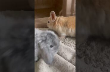 Cute baby bunnies!!!