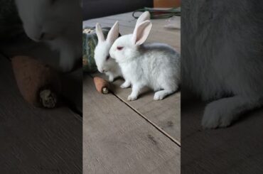 cute baby rabbit/@cutebunnies193