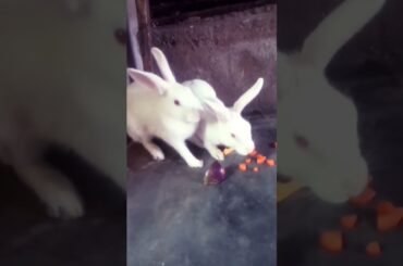 Cute Rabbit Video #short #shorts #rabbit#bunny #animal #viral #viralvideo #pets#pet #animals #cute