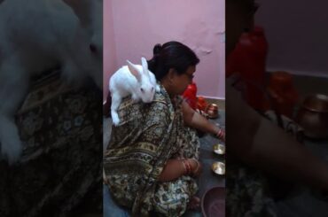 cute rabbit #shorts #bunny #rabbit #cutebaby #ram