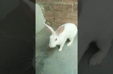 cute baby rabbit playing #viral #viralshort #shorts #youtubeshorts #shortsfeed #babyrabbit #viralvid