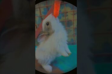 Baby Bunny #fluffycottontail #bunny  #animallover  #cottonball #cute #bunnyshorts