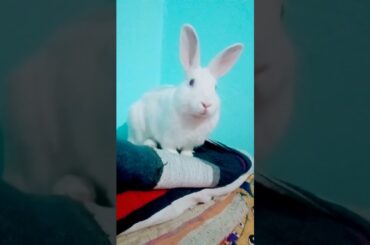 cute baby rabbit chiku beautiful rabbit #trending #rabbit #virel #chiku #cute #car #funny
