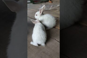 baby bunny/@cutebunnies193