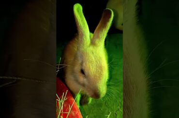 Indian Cute Rabbit | Rabbit Status | Trending Viral Video | Animal Lover #rabbit #reels #shorts