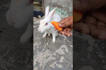 cute rabbit