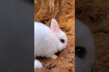 Cute rabbit  Video_Animals Cute Video_Cute Animals Shorts #shorts #trendingvideo #rabbit #cute