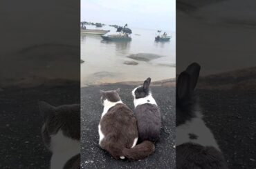 Cute Rabbit and Cat  Video_Animals Cute Video_Cute Animals Shorts #shorts #trendingvideo #rabbit