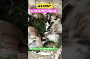 #Cute Rabbit Feeding #Rabbitfarming#viral