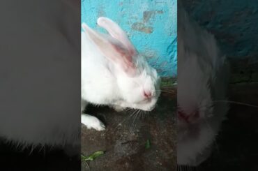 Cute Baby Rabbit Funny video | #shorts #youtubeshorts #rabbit #bunny #pets