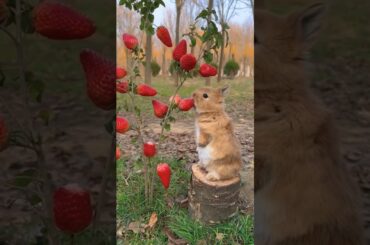 #cute #rabbit #animalshorts #animals