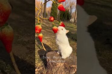 Cute Rabbit eating strawberry #viral #shorts #youtubeshorts #pets