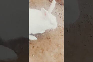 cute baby rabbit chiku beautiful rabbit #virel #cute #rabbit #trending #funny
