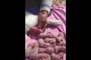 Rabbit babies born time #shorts