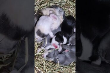 Cutest baby bunnies!#bunny #cute #cuteanimals #babybunny #rabbit #rabbits #cutest #minilop #dutch