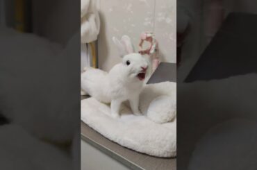 Cute rabbit . A beautiful moment #animals #cute #shorts #shortsfeed #shortsfeed #youtubeshorts