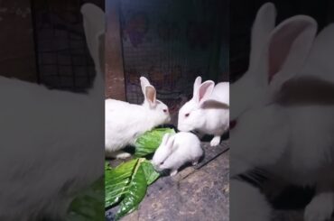 Cute Baby Rabbits Playing,Feeding Activities | Bunny Rabbit(Baby Rabbits)#RunnyRabbits #Babyrabbits