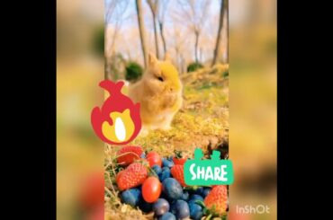 cute #rabbit #viral video
