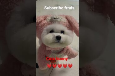 cute bunny#cute dog#youtube shorts#shortfeed#shortsviral#