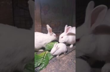 Cute Baby Rabbits Playing,Feeding Activities | Bunny Rabbit(Baby Rabbits)#RunnyRabbits #Babyrabbits