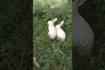 cute #rabbit #short