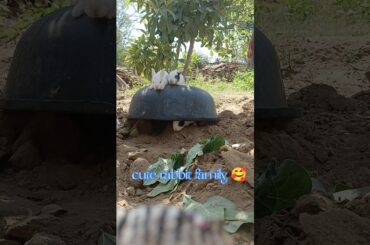 Cute Baby Bunny Rabbit Family #shorts #viral #cute#animals # #animalworld #rabbit #pets #funny
