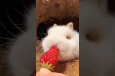 cute Rabbit video#cute #cuterabbit #rabbit #fyp #shorts