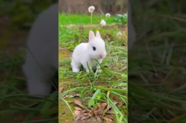 Cute rabbit  Video_Animals Cute Video_Cute Animals Shorts #shorts #trendingvideo #rabbit