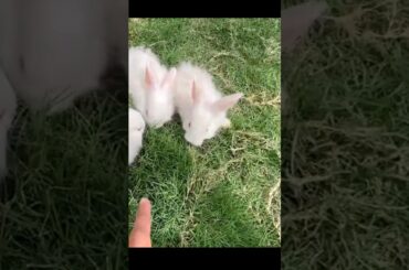 Cute soft baby rabbits Shehr main dihat
