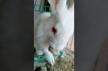 #cute #rabbit chhoti si aasha