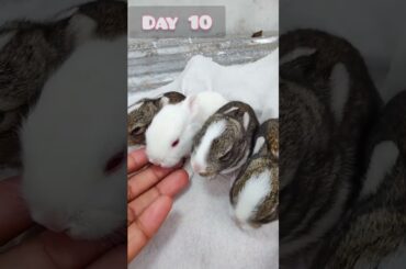 Cute Baby bunnies grow Up