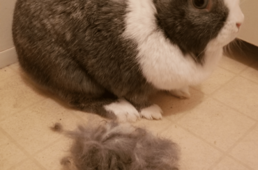 i keep sitting on my butt and letting my tail get matted. I let this go on for months (in this case, a year) and have to get my tail plucked each time.